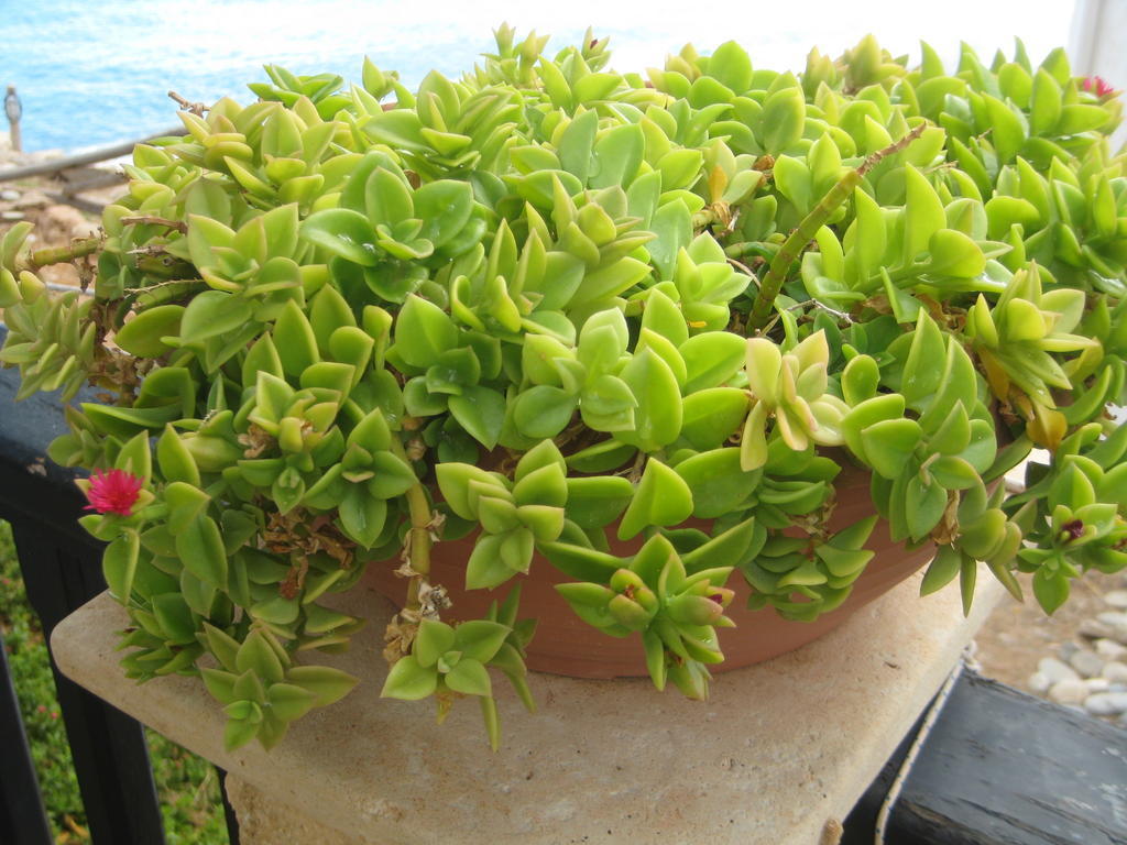 Coral Front Beach Káto Zákros Bagian luar foto